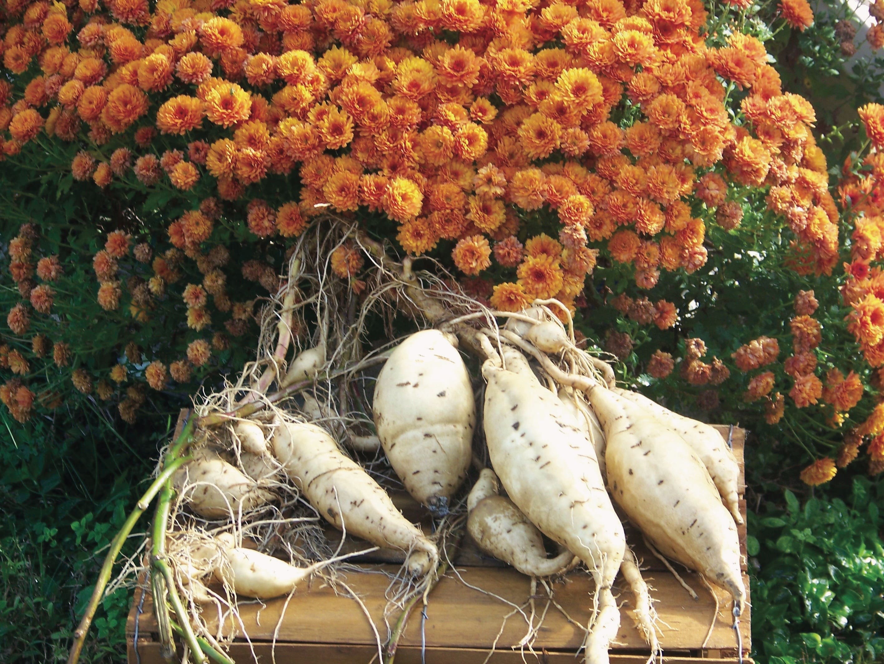 Orapeake Farms, Suffolk